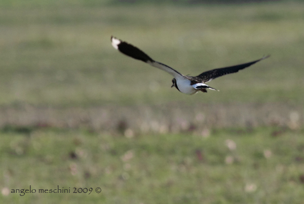 Volo di Pavoncella